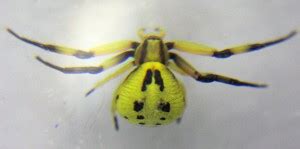 White Banded Crab Spider - What's That Bug?