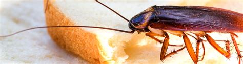 5 Signs of a Cockroach Infestation - California's Best Pest Control Company | O'Connor Pest Control