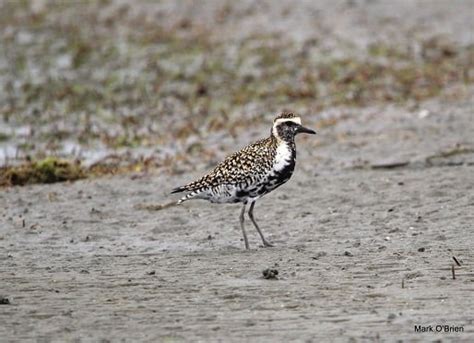 Learn from the Scientists: Spot Migratory Shorebirds - 9 March, 2019 ...