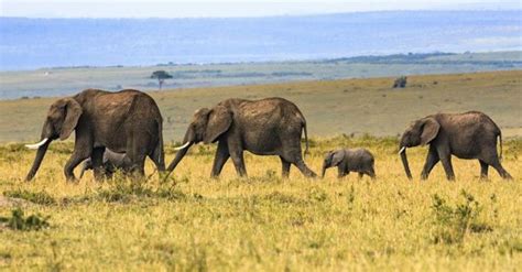 African Savanna Elephant | The Animal Facts | Habitat, Appearance, Diet