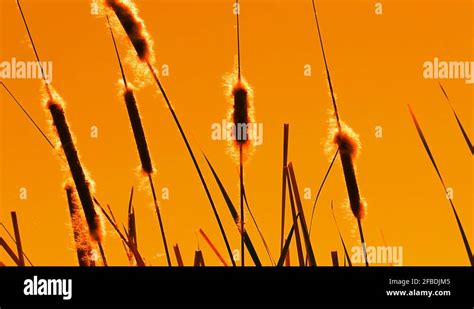 Cattail silhouette Stock Videos & Footage - HD and 4K Video Clips - Alamy