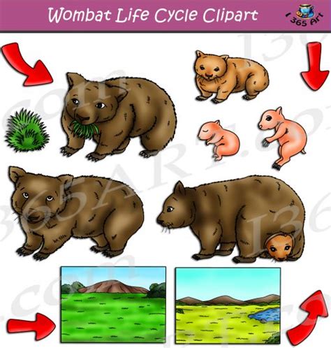 Wombat Life Cycle Clipart Set Download Clipart 4 School In 2020 ...