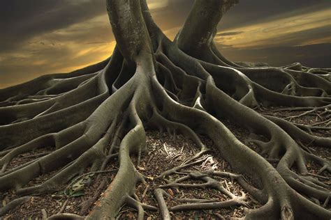 The mighty roots of the banyan tree | Banyan tree, Tree roots, Nature