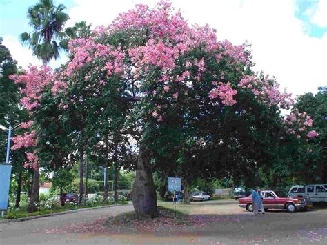 Flora of Zimbabwe: Cultivated species information - individual images: Ceiba speciosa