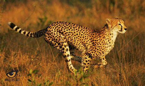 Cheetah Hunting Strategy - Wildlife ACT