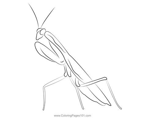 Praying Mantis Coloring Page