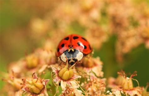 Introduction of Invasive Species – Causes, Effects, and Solutions