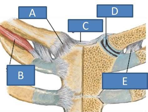 Sternoclavicular and Acromioclavicular Joints Flashcards | Quizlet