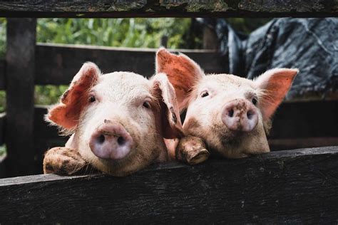 Pig farming 101: 15 Things You Need to Know about Raising Pigs