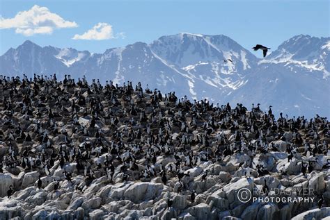 Argentina Wildlife – Ramdas Iyer Photography