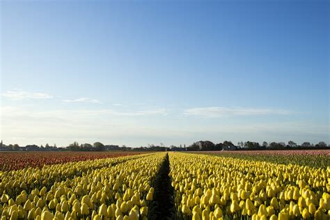 Lisse, the Netherlands - TheBiteTour.com