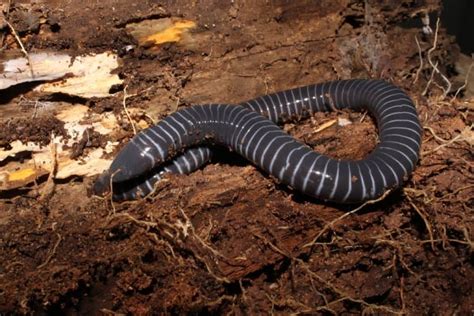 Unsettling Ringed Caecilian Facts - Fact Animal