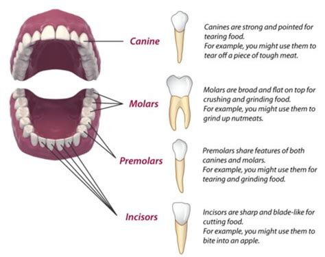 Teeth Names in Human Mouth (Types, Function, Dental treatments, Etc)