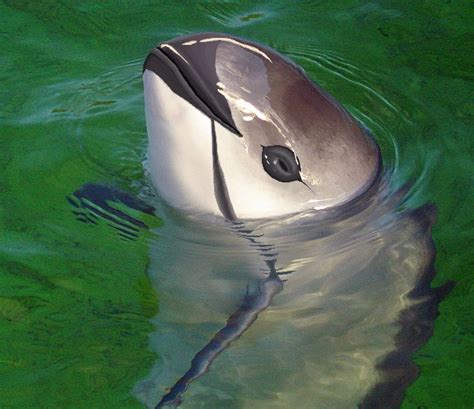 The vaquita (Phocoena sinus) is a rare species of porpoise. It is ...