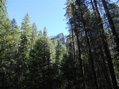 File:Boulder Creek Wilderness forest.JPG - Wikimedia Commons
