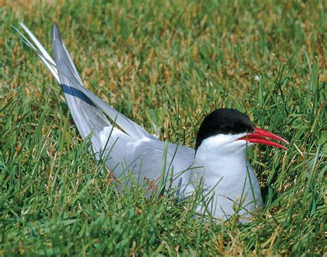 Arctic tern | Migratory, Seabird, Longest Migration | Britannica