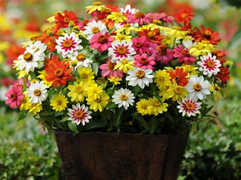 The Best Flowers for Pots in Full Sun | HGTV