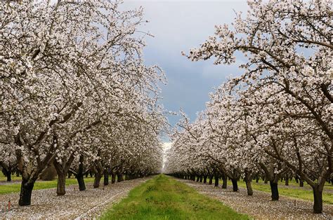 Flowering almond tree grove blossoms in California Photograph by Reimar ...