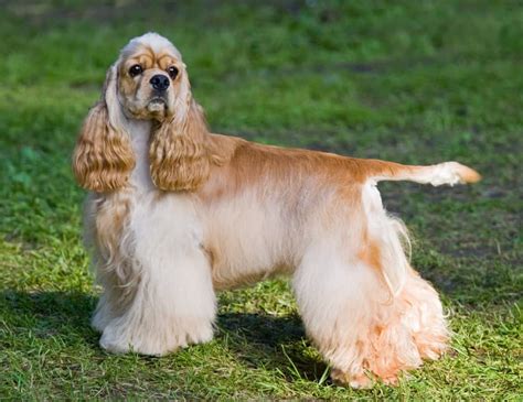 American cocker spaniel: Dog breed characteristics & care