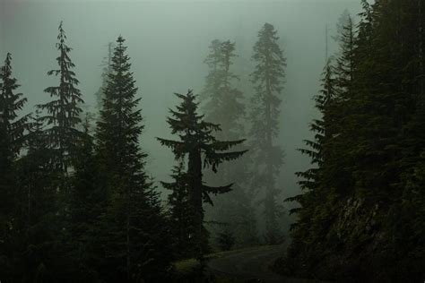 Pine trees in a dark foggy forest 1308635 Stock Photo at Vecteezy