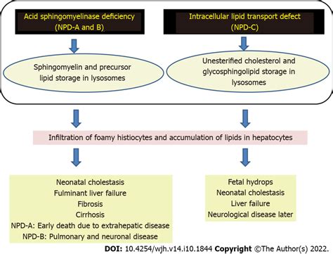 Pathogenesis of Niemann-Pick disease types A, B, and C. NPD ...