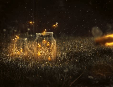 Why do fireflies glow? – RANDOM Times