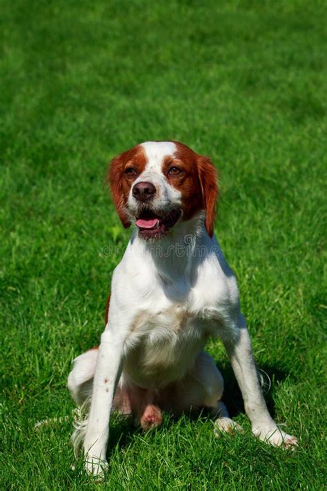 The Dog Breed Breton Spaniel Stock Photo - Image of fluffy, happy ...