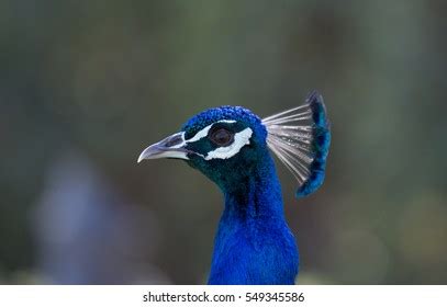 Peacock Stock Photo 549345586 | Shutterstock