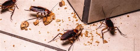 How to Remove Cockroach Poop From Large Areas