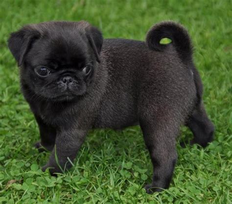 10+ images about Black Pug Puppies on Pinterest | Vine compilation, Funny pugs and Pug videos