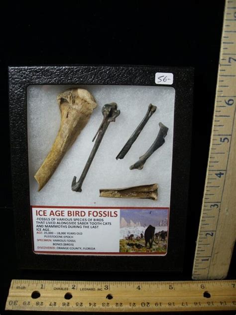 Ice Age Bird Fossils (040822s) - The Stones & Bones Collection