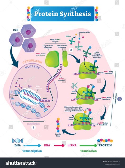 Protein synthesis vector illustration. Labeled transcription and translation steps diagram with ...