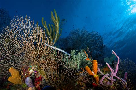 A Victory for Coral: Unesco Removes Belize Reef From Its Endangered ...