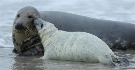 New Zealand Shuts Down Road to Protect New Sea Lion Mom and Pup