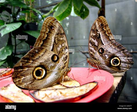 Amazon Rainforest Ecuador Stock Photo - Alamy