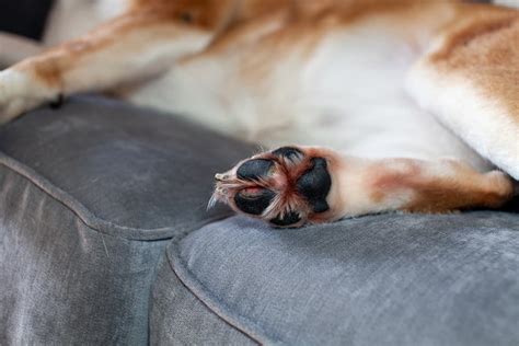 Cracked Dog Paws: Tips and Treatments | Great Pet Care