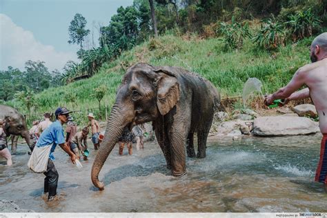 We Visited An Ethical Elephant Sanctuary In Chiang Mai To Find Out How ...