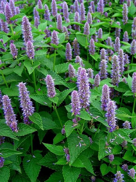 Anise Hyssop, 100 seeds, herb, medicinal, tea, butterfly & hummingbird attractor | Garden layout ...