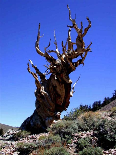 Traveling to California The Methuselah Tree The Oldest Tree in the World - family holiday.net ...