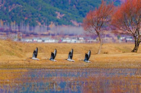 丽江拉市海湿地__财经头条