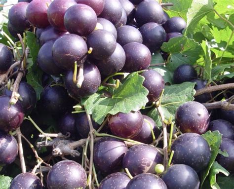 Muscadine Grape Ingredients - NaturPro Scientific