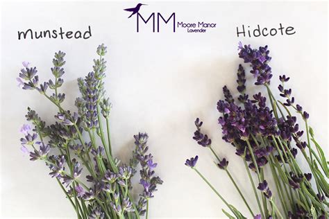 Munstead or Hidcote Lavender? – Moore Manor Lavender