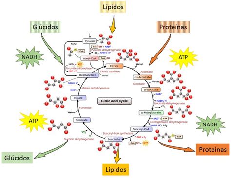 a diagram showing the different stages of life cycle