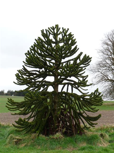 Monkeypuzzle - Affenschwanzbaum | The 'monkey tail tree' as … | Flickr