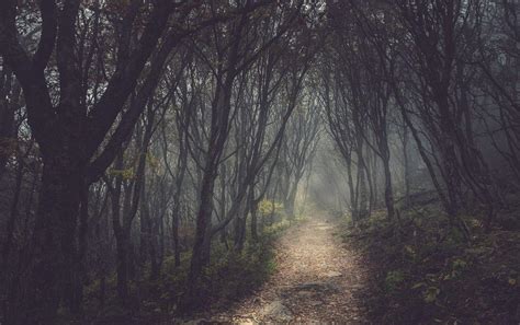 Mysterious Forest Wallpapers - Top Free Mysterious Forest Backgrounds ...