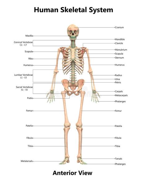 Human Body Skeleton System Anterior View Anatomy Stock Illustration ...