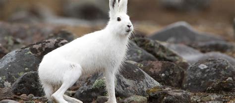 The Mountain Hare | Critter Science