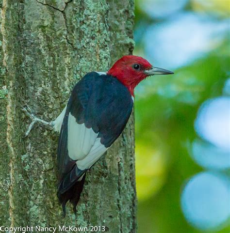 Photographing the Elusive Red Headed Woodpecker | Welcome to NancyBirdPhotography.com