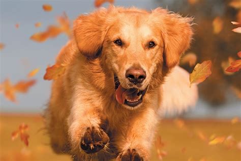 3 Fall Activities to Do With Your Dog (2024 Guide) – Dogster