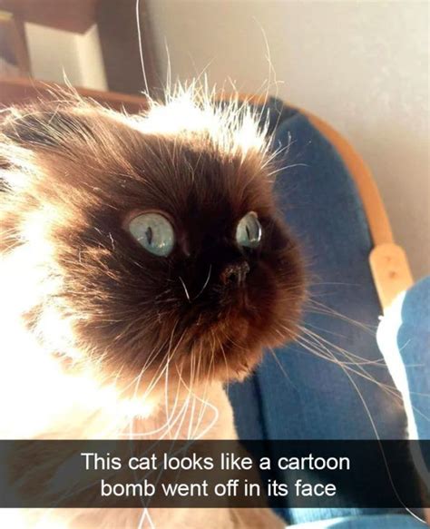 Cats snapped in moments of hilarity (32 Photos) | Cat quotes funny, Funny snapchat pictures ...